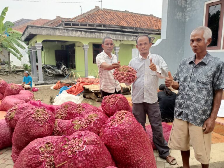 Titik Balik Suksesnya Petani Bawang Merah Brebes