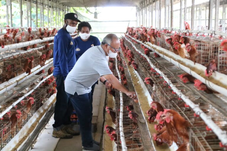Satgas Rasaka Cartenz Bawa Warga Papua ke Jateng Untuk Pelatihan Pelihara Ayam Petelur