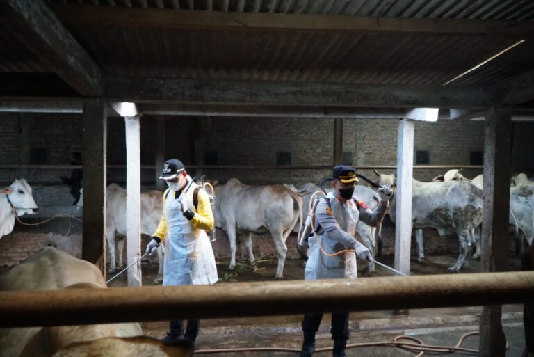 Kapolres Kendal dan Bupati Semprot Kandang Sapi dengan Disinfektan Antisipasi Penyebaran PMK