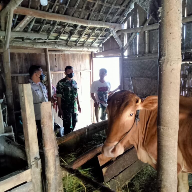 Antisipasi Meluasnya Wabah PMK, Bhabinkamtibmas Bersama Instansi Terkait Mengecek Kondisi Sapi Secara Door To Door