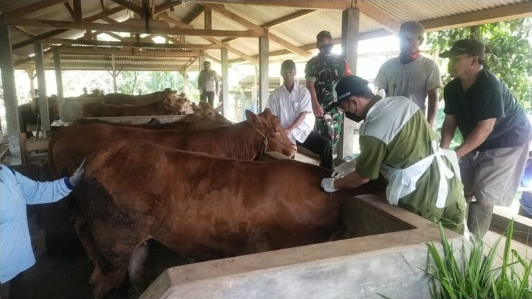 Polsek Sine Dampingi Vaksinasi Ternak Sapi di Desa Kuniran