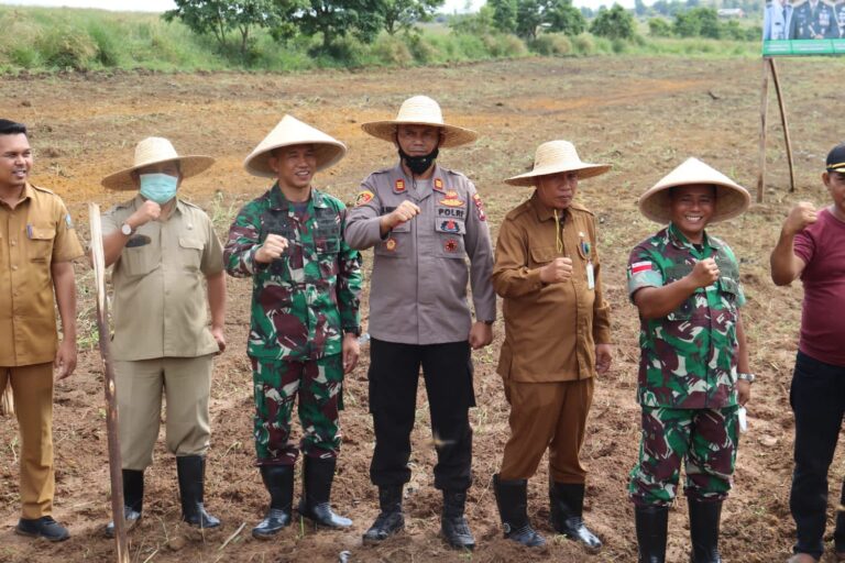 Program Ketahanan Pangan, Kodim 0315/Tanjungpinang Buka Lahan Untuk Tanam Jagung Manis di Kabupaten Bintan