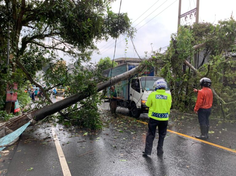 Polisi Evakuasi Sebuah Truk Yang Tertimpa Pohon Tumbang di Dramaga Bogor