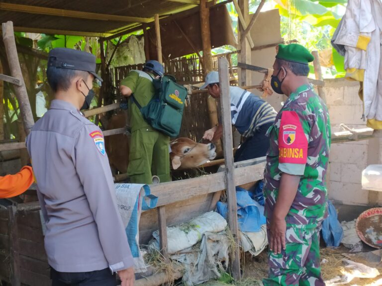 Polsek Geneng Lakukan Pendampingan Vaksinasi PMK 100 Ekor Sapi di Desa Dempel