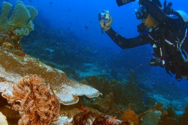 KKP Gelar Kompetisi Fotografi Bawah Air Semarakkan Sail Tidore 2022