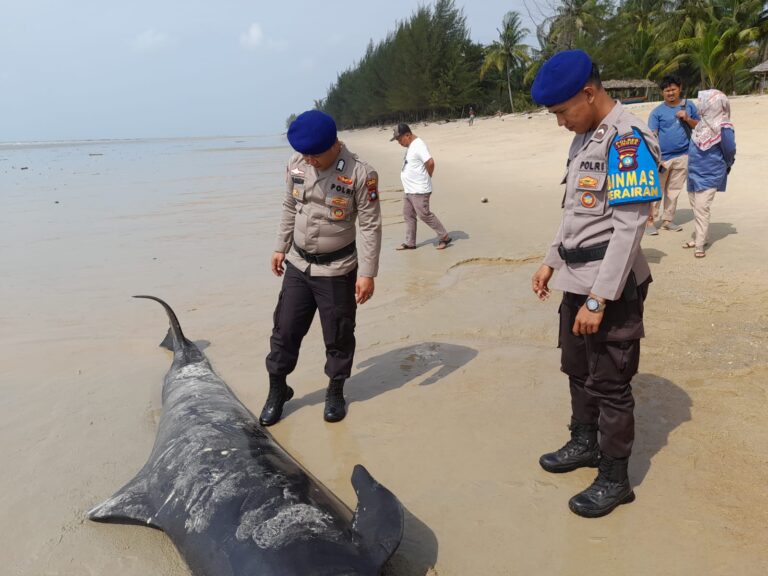 Polres Lingga Evakuasi Bangkai Paus Terdampar di Pesisir Pantai Kebun Nyiur Kec Singkep