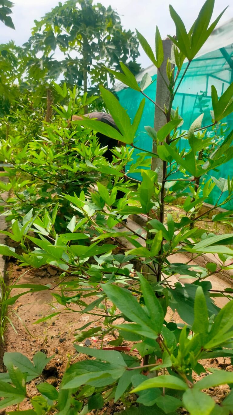 Rosella, Tanaman kaya akan manfaat ini dibudidayakan di perkebunan SAE Lapas Kediri