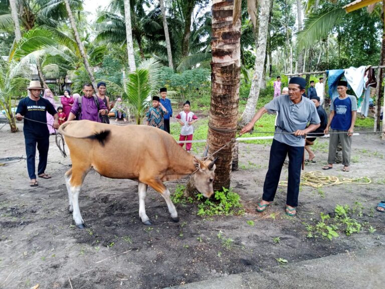 Rayakan hari IDUL ADHA 1445 H Desa Resang Menyembelih 4 Ekor Hewan Qurban