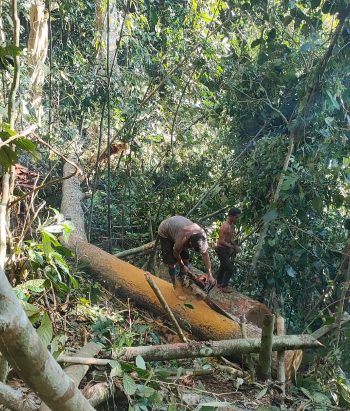 Kegiatan Illegal loging Di Kab.Lamandau Marak, Diduga Dibek Up APH.