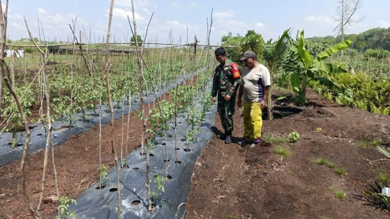 Tingkatkan Hanpangan Babinsa Pelimpaan Komsos Bersama Petani Tomat