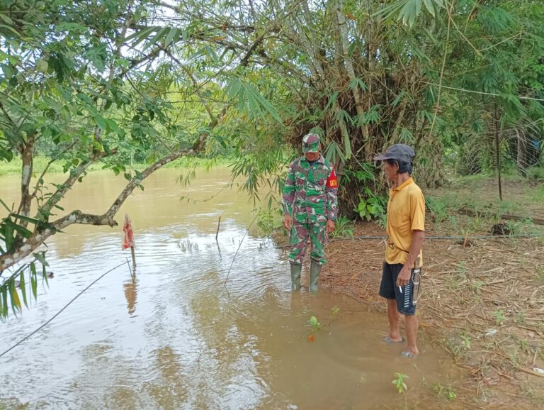 Babinsa 1209-07/Jgb Tinjau Langsung Lokasi Wilayah Binaan Yang Rawan Banjir