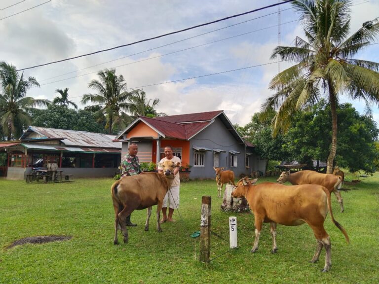 Babinsa Temajuk Komsos Bersama Peternak Sapi Di Wilayah Dan Berharap Peternakan Bisa Berkembang