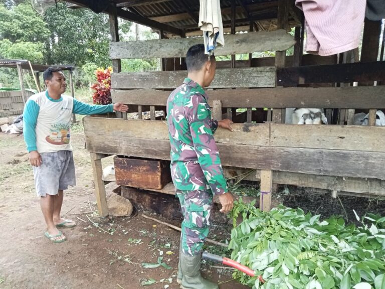 Babinsa Kodim 1209-07/Jgb Sambangi Peternak Kambing Komsos Dan Berikan Motivasi.