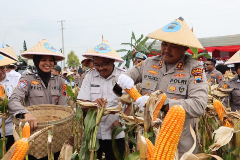 Dukung Swasembada Nasional, Polres Grobogan Panen Jagung di Atas 274 Hektare Lahan