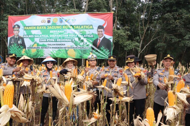 Kapolres Salatiga Pimpin Panen Jagung, Estimasinya 10 Ton Dari Lahan Dua Hektar