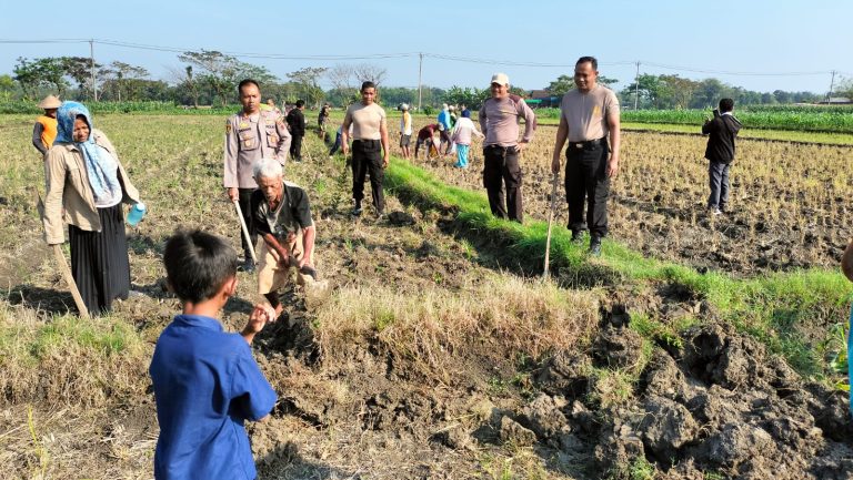 Dukung Ketahanan Pangan, Polsek Pulokulon Gropyokan Tikus Bareng Warga