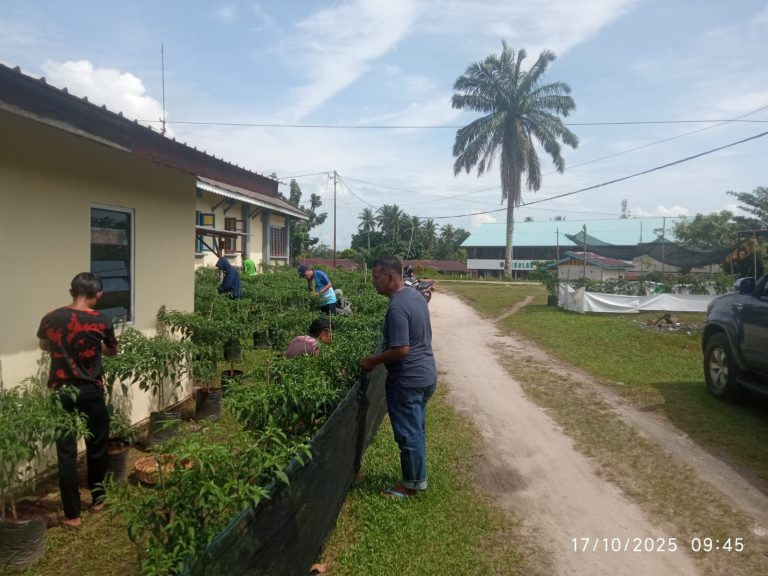 Sebuah Inovasi Kreatif dan Adaptif Dinas Perindagkop UKM, Kabupaten Lingga Panen Cabe Rawit Perdana,
