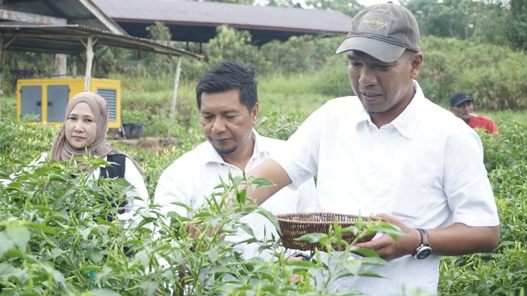 Wabup Lingga Novrizal ikut panen Cabe Rawit Perdana di Tanah Putih,