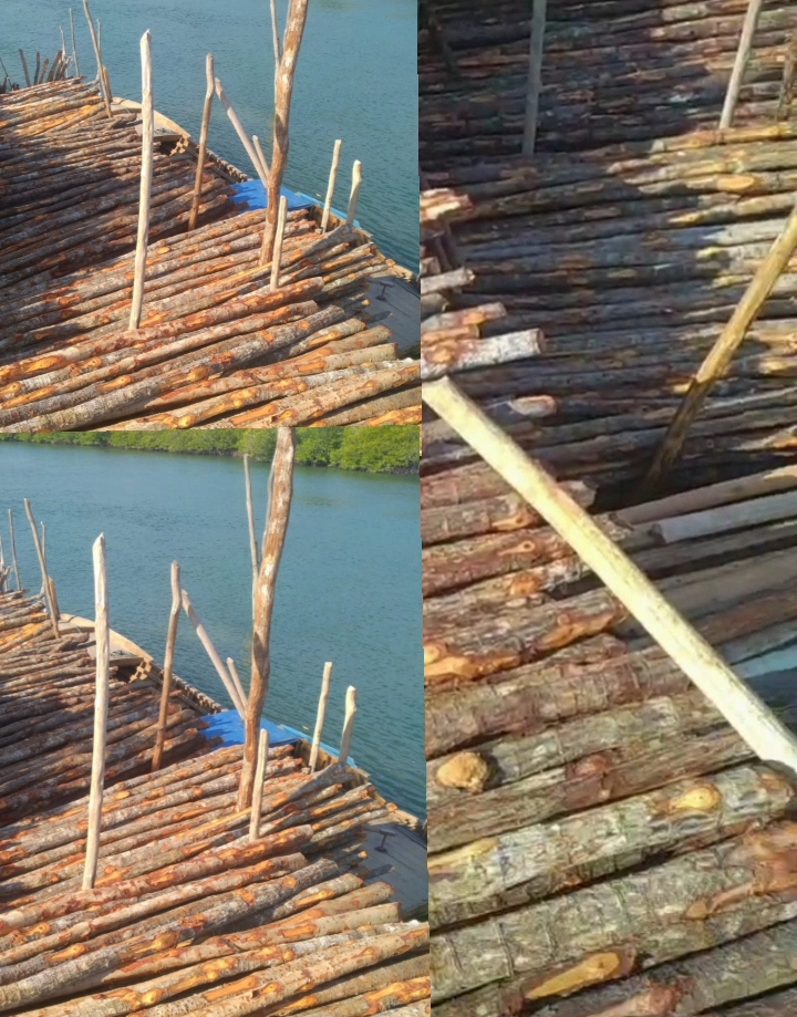 Miris…! Ribuan Batang Kayu Tiki/Bakau Milik Pengusaha Asal Caines Diduga Kebal Hukum