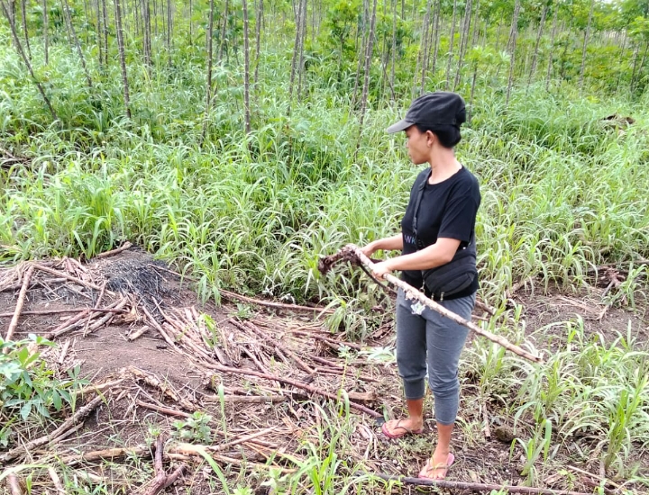 Lahan Singkong Petani Mesuji Diduga Dirusak Alat Berat, PT SIP Dilaporkan ke Polda Lampung